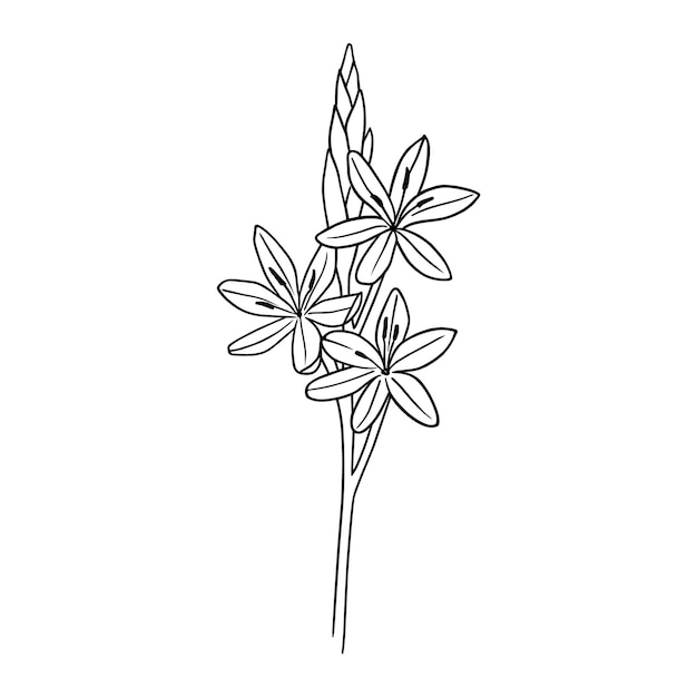 Rivierlelie bloemstengel met bloesems lijntekeningen Mooie geïsoleerde hand getrokken botanische illustratie