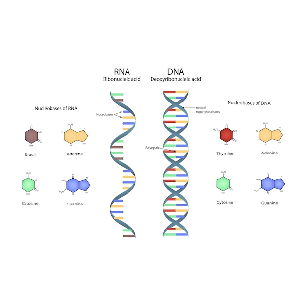 rna and dna structure nucleobases and double helix vector illustration