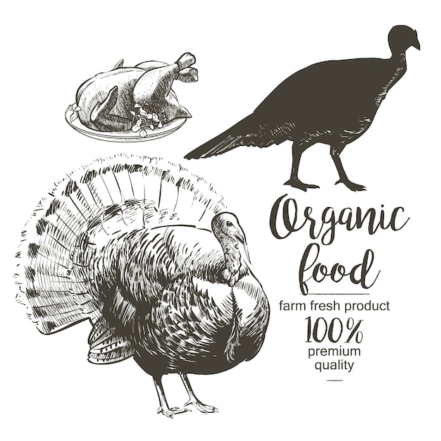 Roasted Turkey - Vector engraved illustration in vintage style