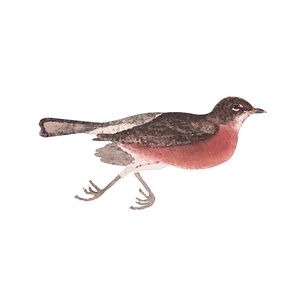 Vector robin aquarel vectorillustratie