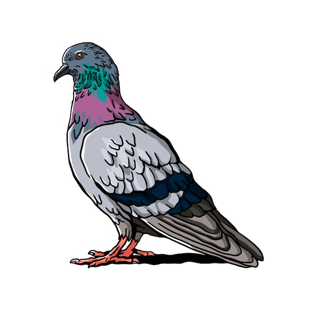 Rock Dove