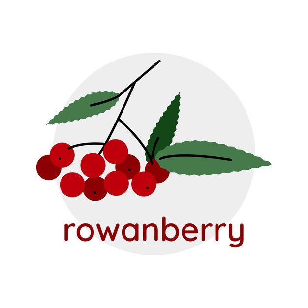 Rode bessen van lijsterbes tekst rowanberry gradiëntkleuren geïsoleerde illustratie vectorillustratie