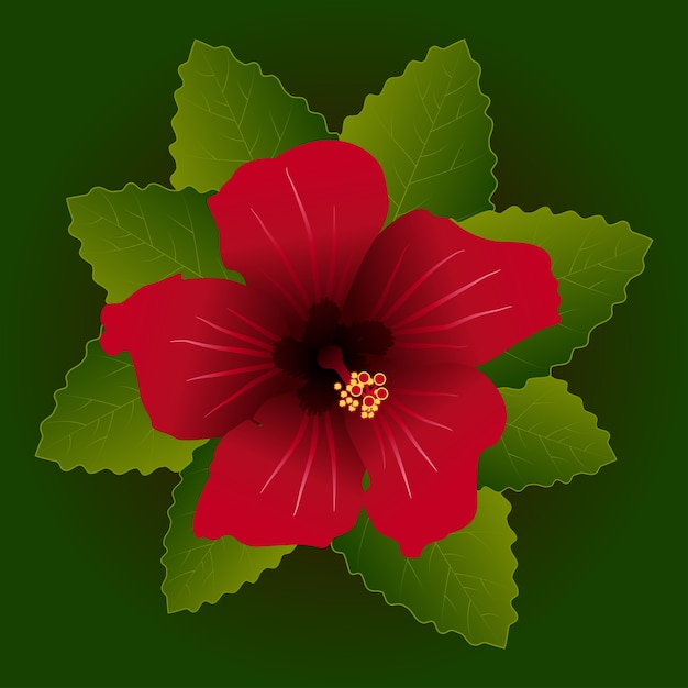 Rode bloem van hibiscus en groene verlofachtergrond