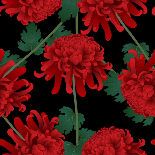 Rode chrysanthemumbloem op zwarte achtergrond
