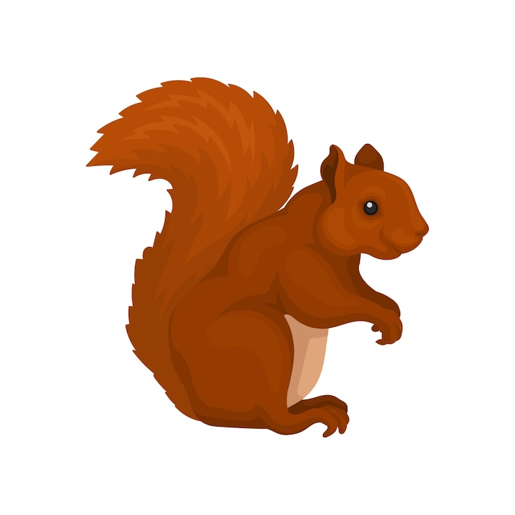 Vector rode eekhoorn wild bos knaagdier dierlijke vector illustratie geïsoleerd op een witte achtergrond