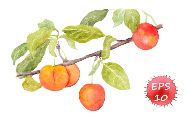 Rode kersenpruimfruit. Aquarel vector illustratie
