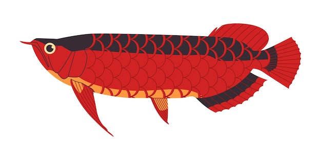Vector rode kleur aziatische arowana vis wilde natuur zoetwater roofdier vleesetend dier en duur aquarium