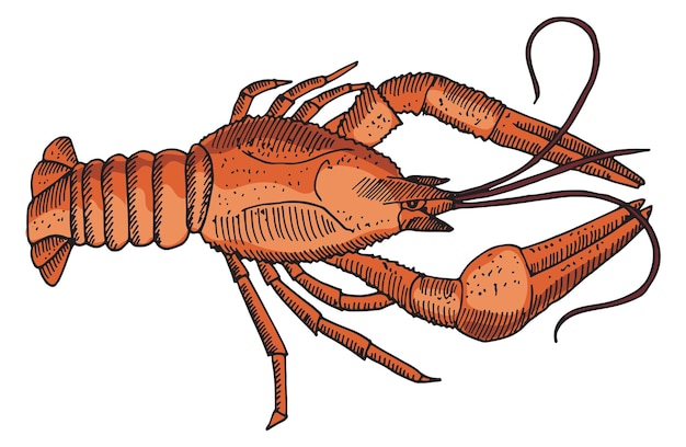 Vector rode kreeft tekening zeevruchten restaurant menu illustratie