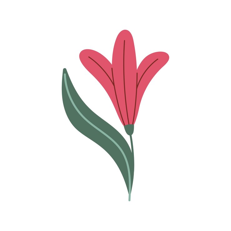 Rode lelie bloem in doodle stijl Lelie bloem Vector cartoon illustratie geïsoleerd op wit