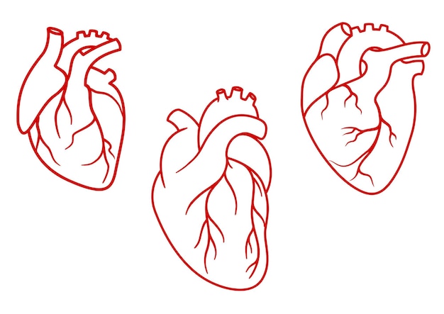 Rode menselijke harten in kaderstijl met aorta, aders en slagaders geïsoleerd op een witte achtergrond. voor cardiologie of medisch ontwerp