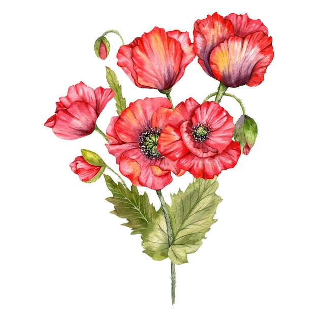 Rode papaver bloemen aquarel illustratie handgeschilderde wilde bloemen boeket