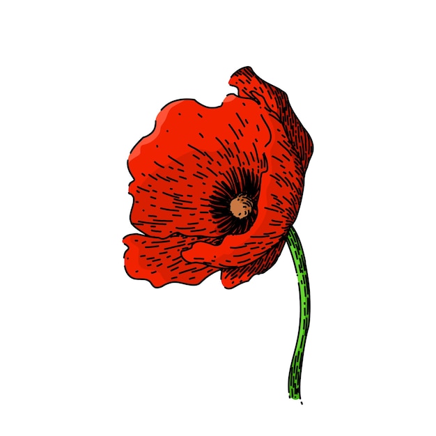 Rode papaver schets hand getekende vector