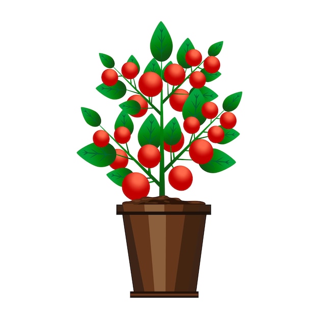 Rode pottomaten Botanische illustratie Vector illustratie