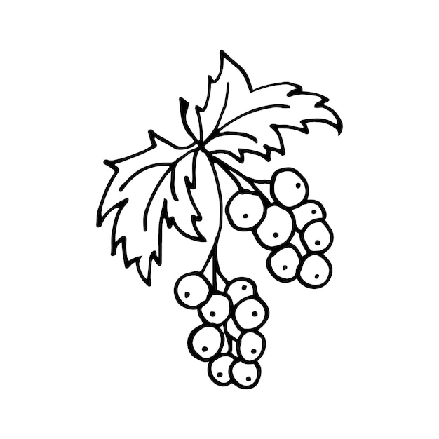 Rode Ribes in lijnstijl Geïsoleerde hand tekenen berry vectorillustratie Doodle eenvoudige schets