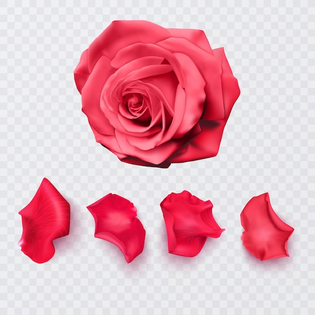 Rode rozenblaadjes op transparante achtergrond en realistische roos, vectorillustratie