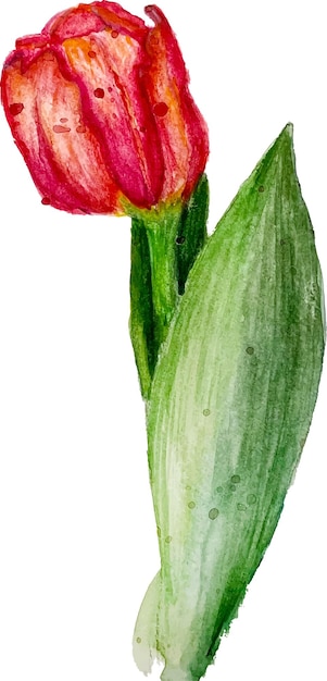 Vector rode schattige tulp
