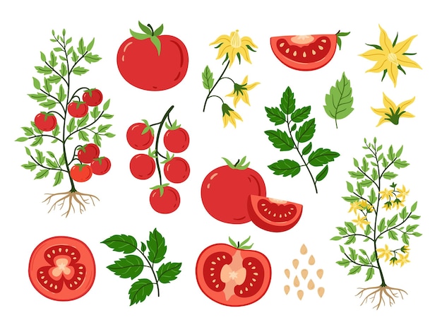 Vector rode tomaat fruit plant en zaden bloesems en takken met bladeren gesneden tomaten vegetarisch voedselingrediënt cartoon vector set