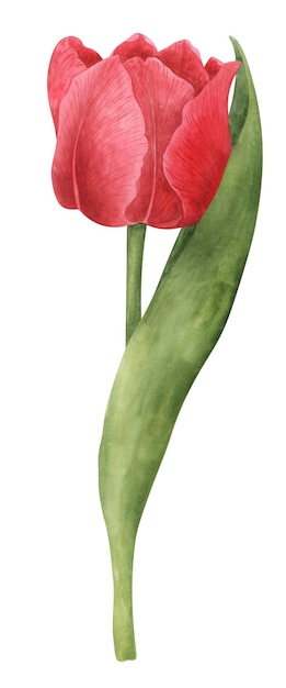 Rode tulp op witte achtergrond Aquarel botanische illustratie Floral clipart element
