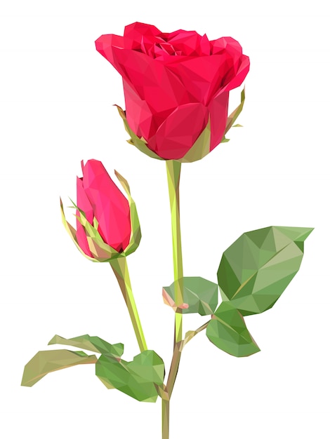 Rode veelhoek roos
