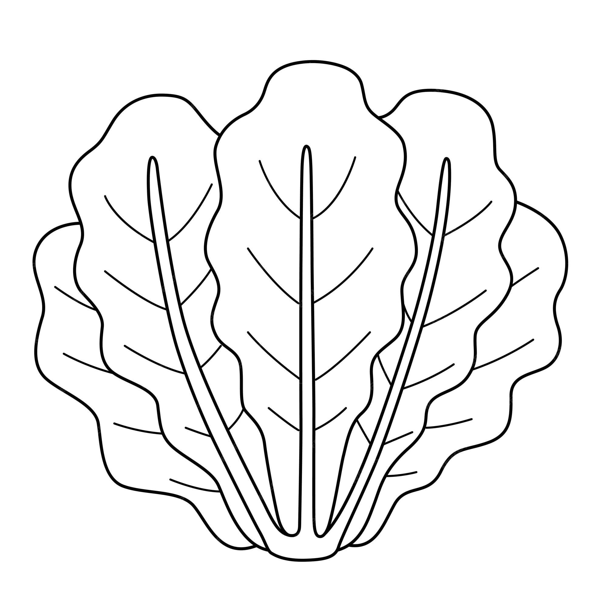 lettuce coloring page