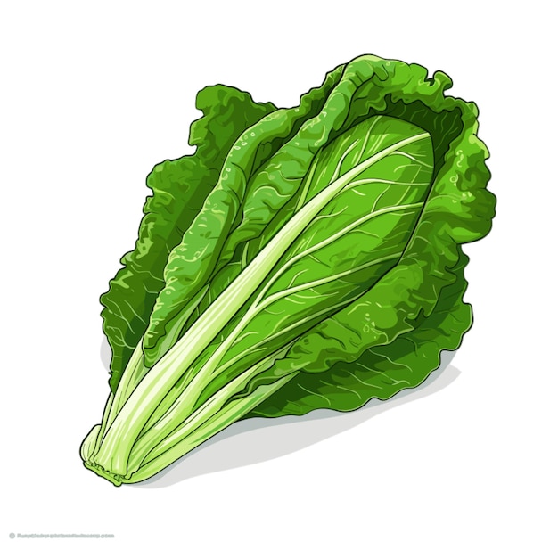 Romaine vector op witte achtergrond