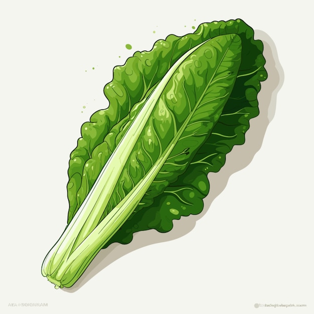 Vector romaine vector on white background