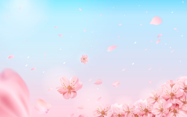 Romantic cherry blossom background, flying flowers  on pink and blue background in  illustration