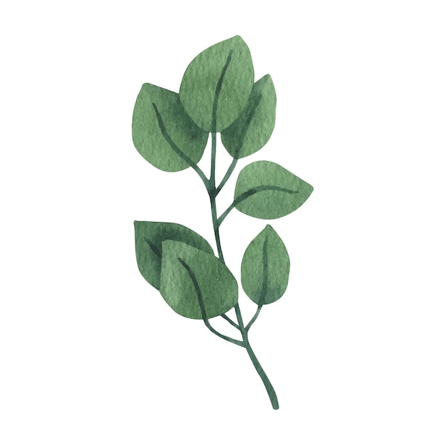 Ronde eucalyptus clipart voor huwelijksuitnodigingen