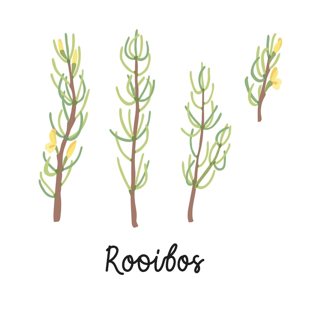 Rooibos branches with flowers hand drawn flat illustrations. With the inscription - Rooibos. Vector