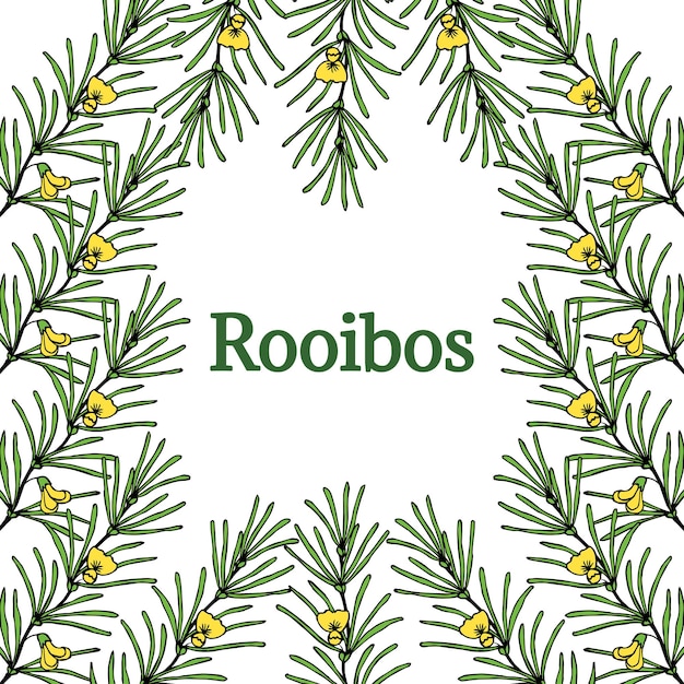 Vector rooibos in color border 2