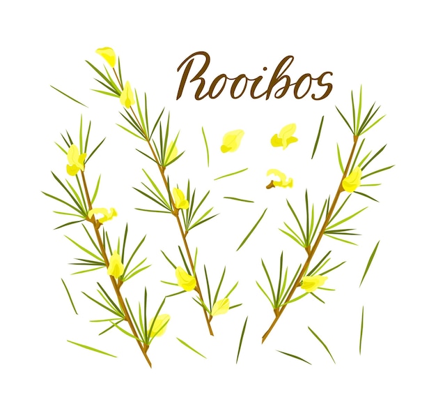 Rooibos herb set on white isolated background stem with leaves and flowers rooibos tea