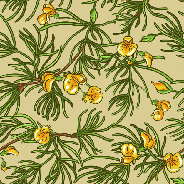 Vector rooibos seamless pattern