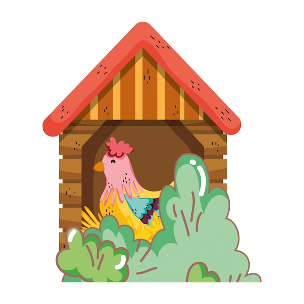 Rooster bird farm in the wooden house