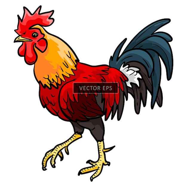 Rooster chicken wild animal vector illustration