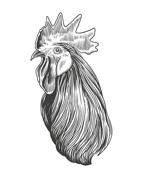 Rooster head art detailed, vector vintage Illustration