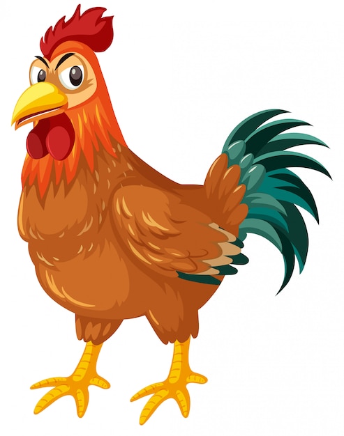 A rooster on white background