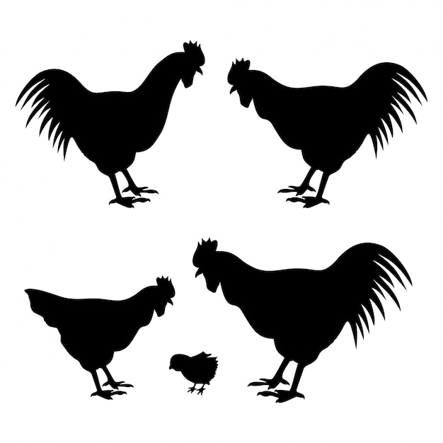 Roosters and hen with chicken