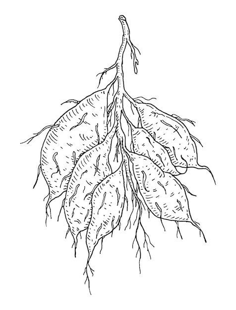 루트 batatas 빈티지 조각 벡터 검은 그림 화이트 절연