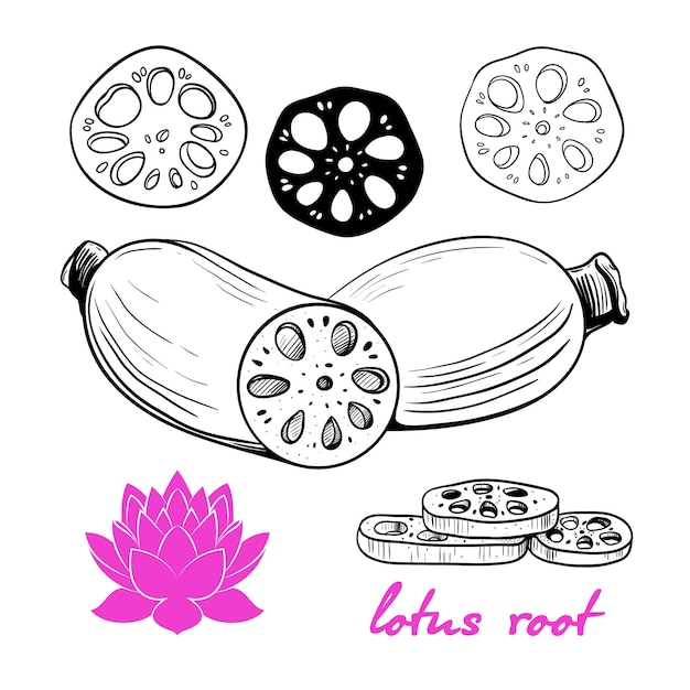 Vector root lotus sketch vector drawing of the lotus root in vintage style handdrawn illustration