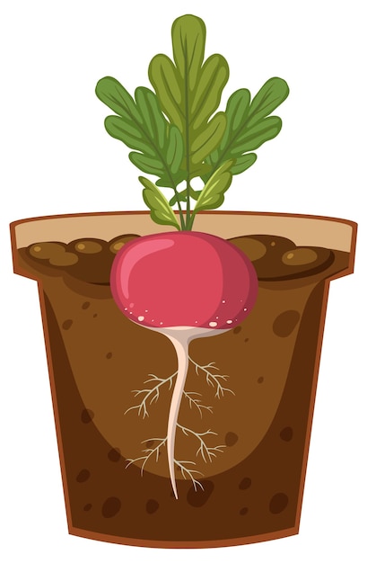 Vector root of radish plant vector