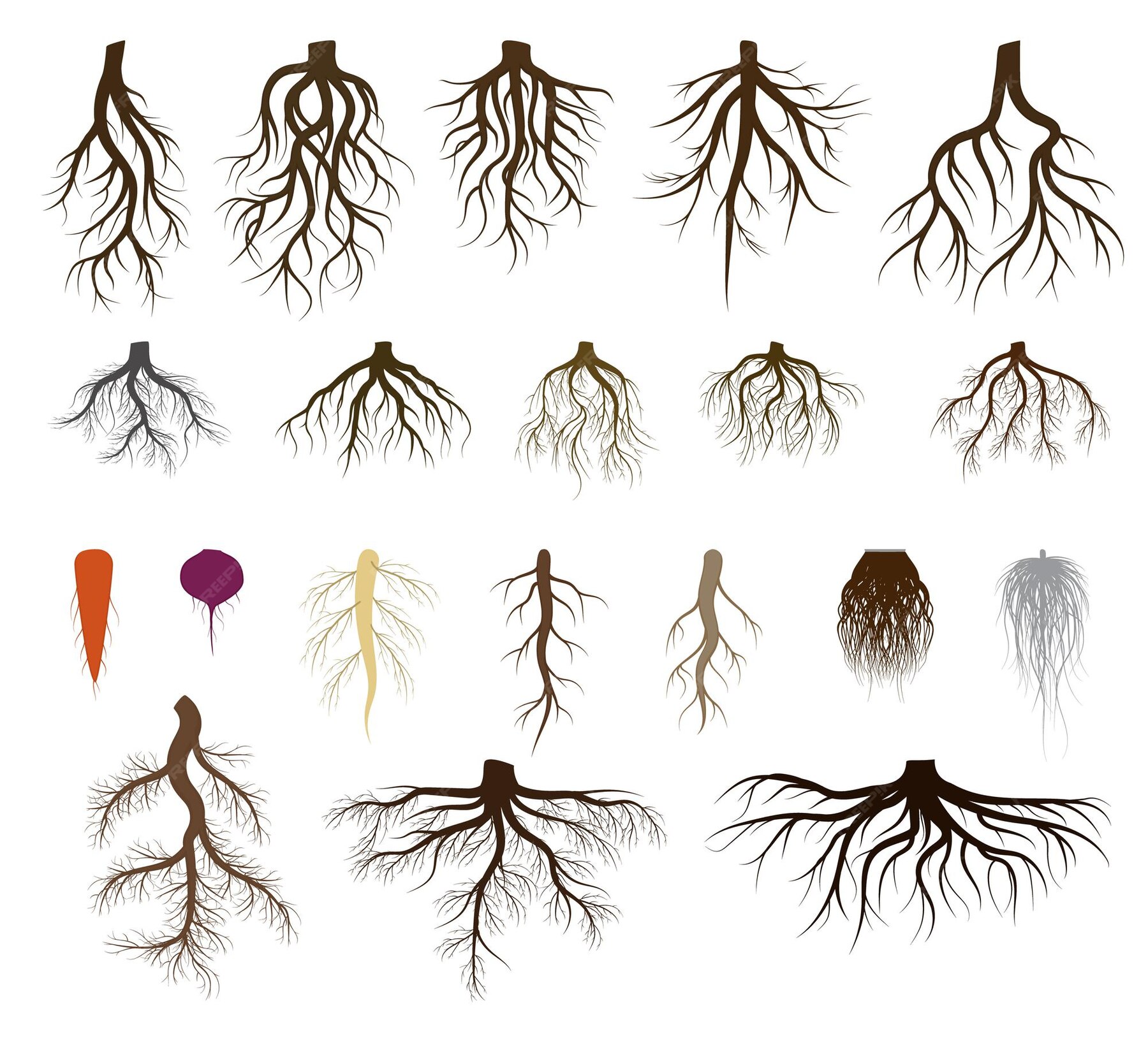 Alberi Da Frutto Con Radici Profonde Sistema di root set illustrazioni vettoriali. sagome marroni con radici