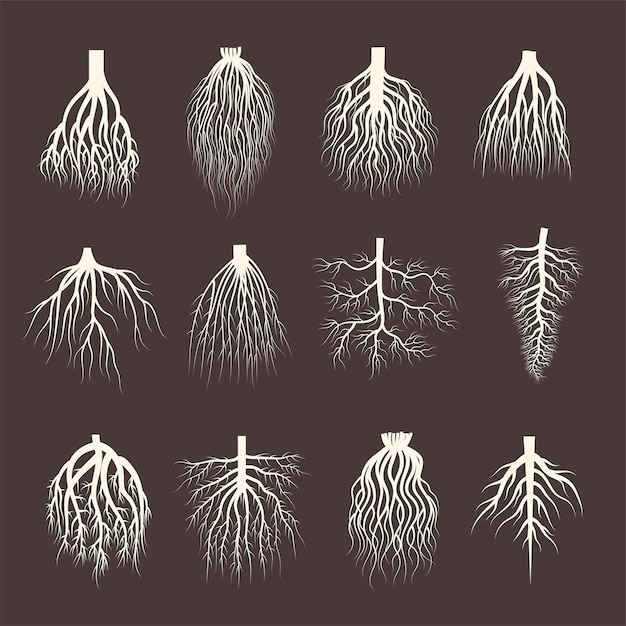 Vector root system wooden roots from tree botanical plants symbols creep forest recent vector illustrations collection