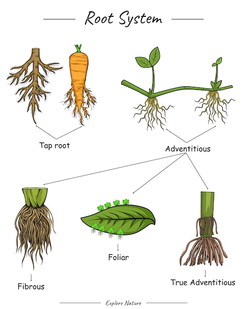 Vector root system