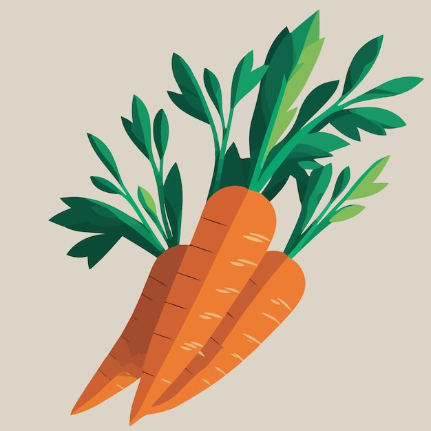 Vector root vegetable carrots orange color