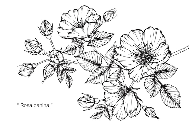 Rosa canina bloem tekening illustratie.