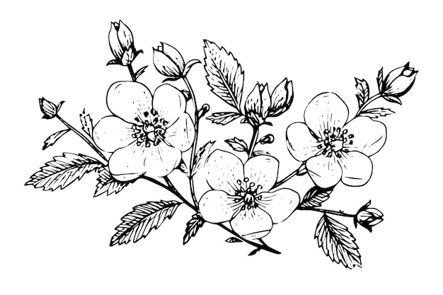 Vector rosa canina flower hand drawn ink sketch engraving style vector illustration