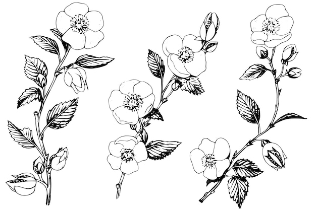 Schizzo di inchiostro disegnato a mano del fiore di rosa canina illustrazione vettoriale dello stile di incisione