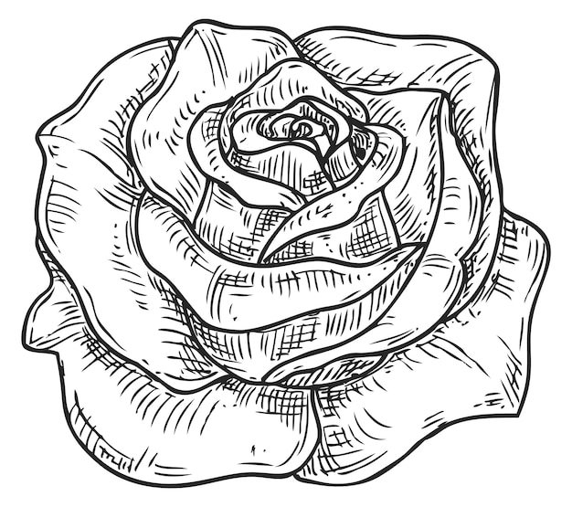 Эскиз цветущей розы гравюра тушью садового цветка
