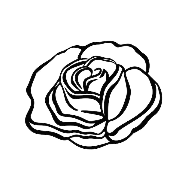 Rose bud flower rose color blooming illustration vector