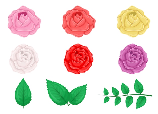 Rose decorontwerp illustratie geïsoleerd op een witte achtergrond